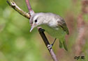 Vireo gilvus